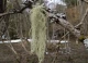 екзотичний лишайник